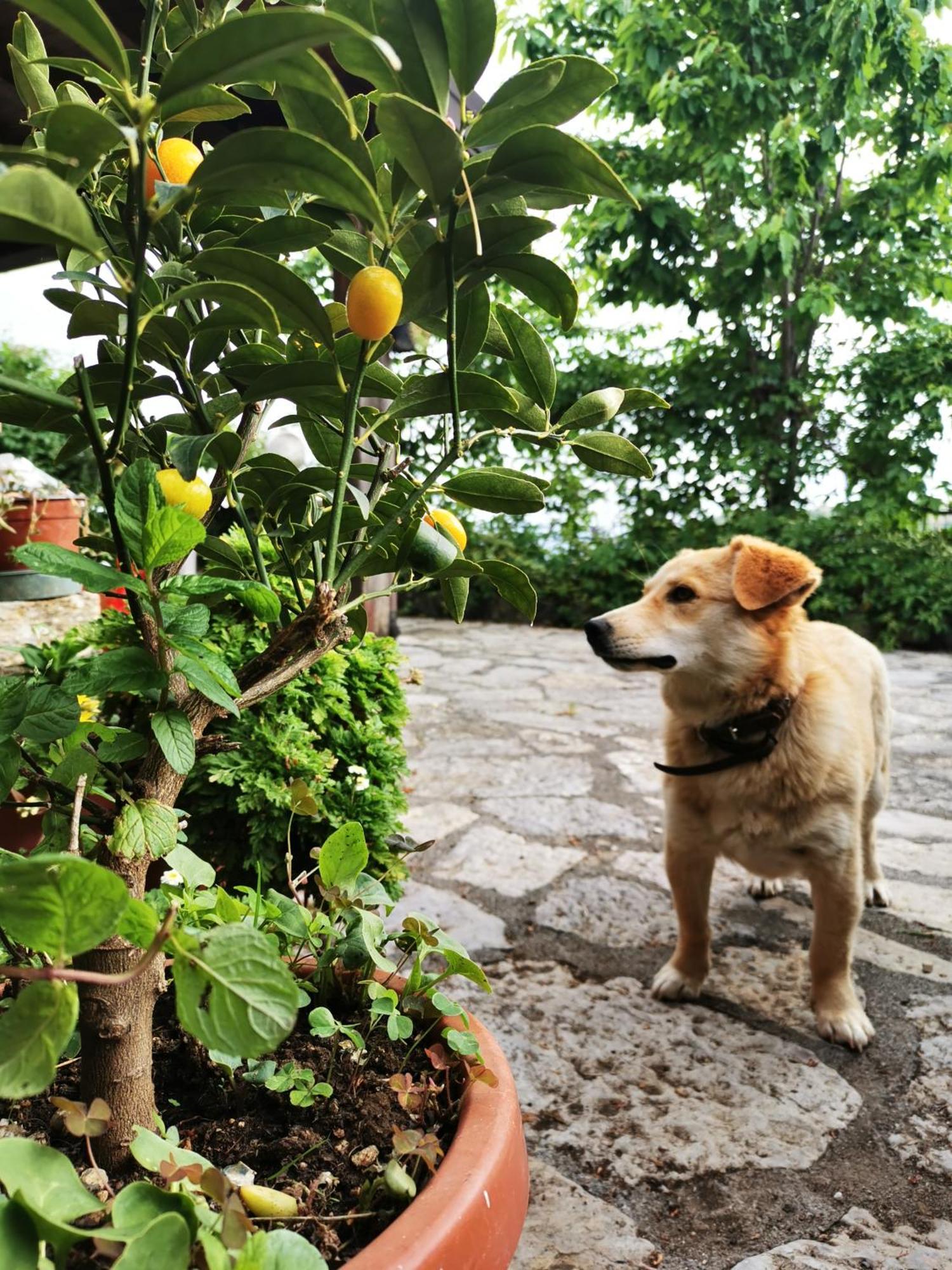 Agriturismo Donna Bianca Mormanno Zewnętrze zdjęcie
